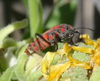 Punaise ecuyere - Lygaeus equestris(gendarme)(ph. Mrugala F., Lyon)(2)